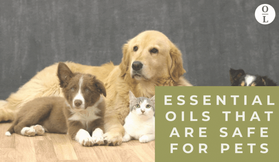 Essential oils for pets